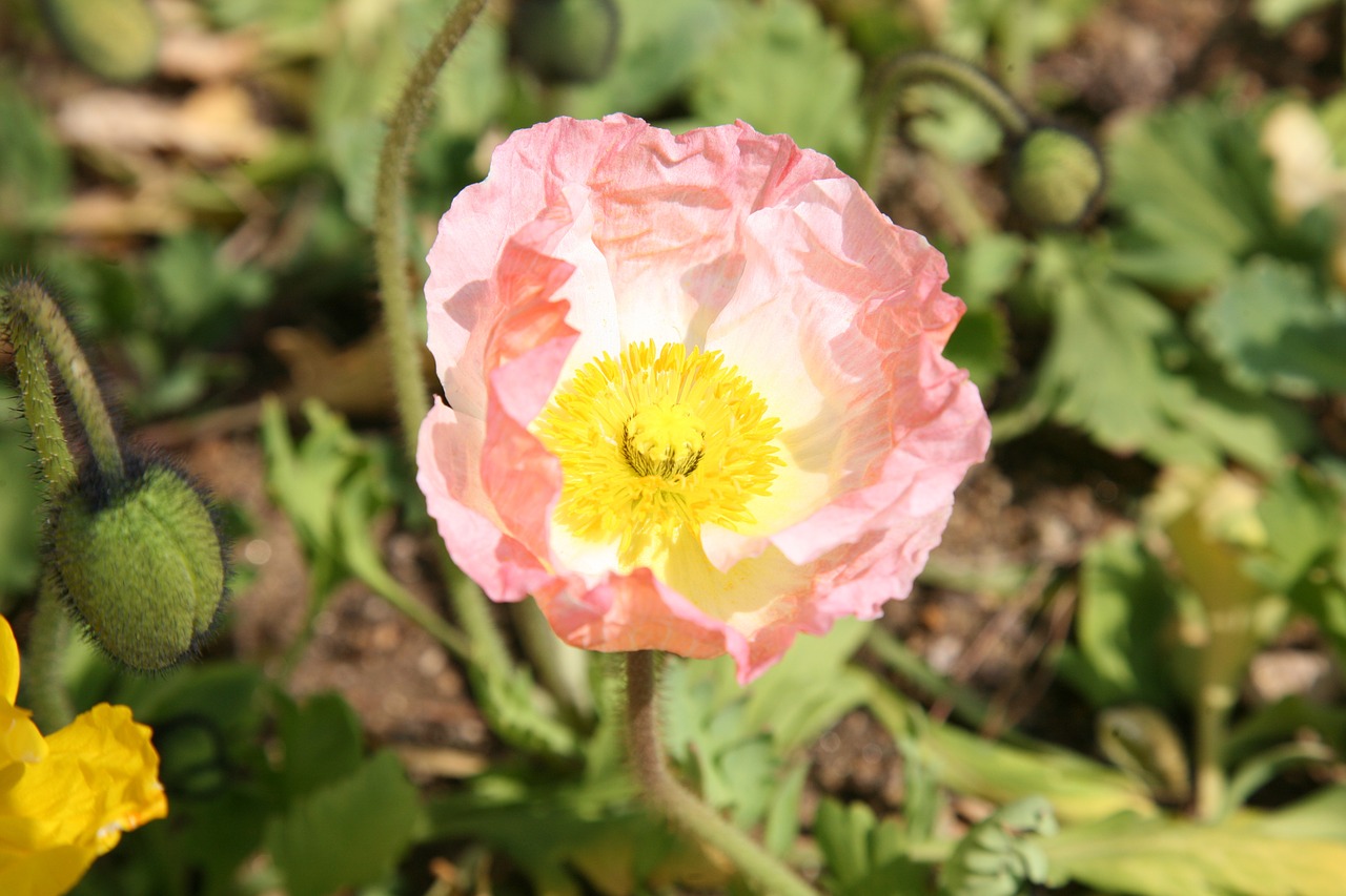 poppy yanggwibikkot spring free photo