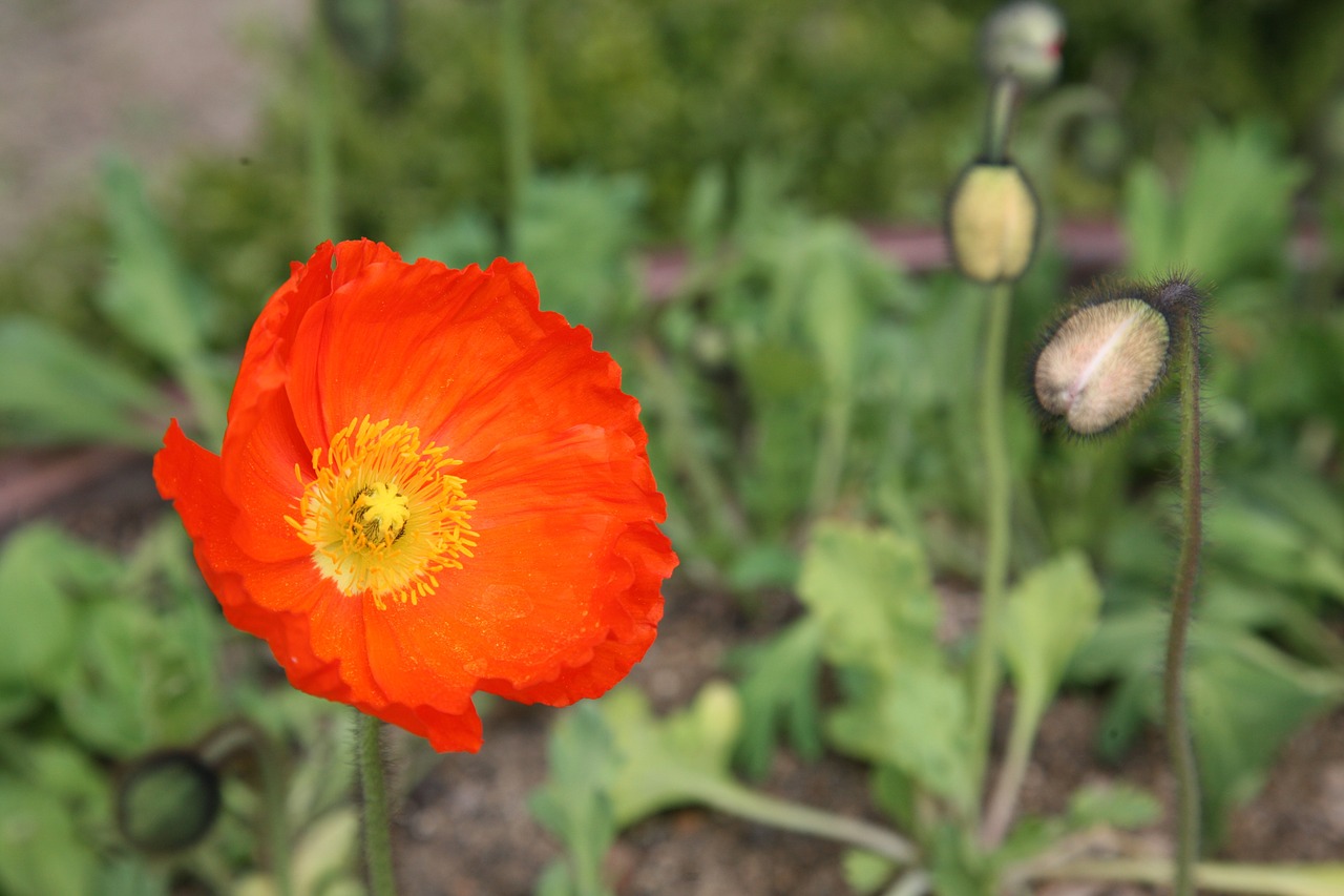 poppy yanggwibikkot spring free photo