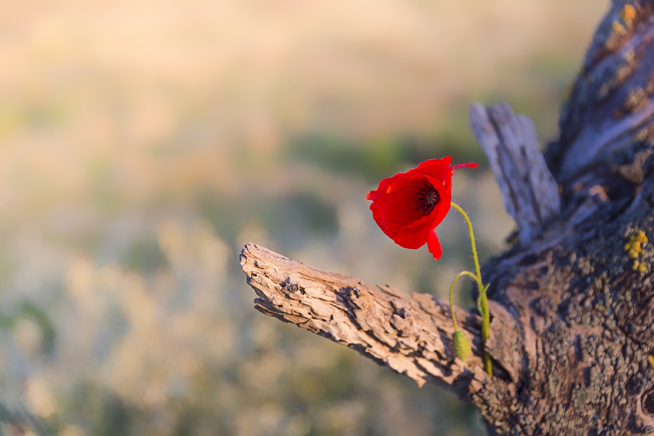 poppy flower nature free photo