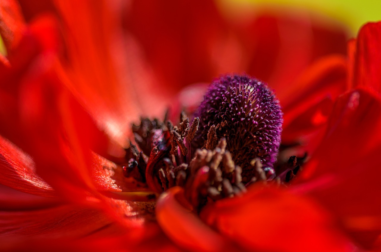 poppy center macro free photo