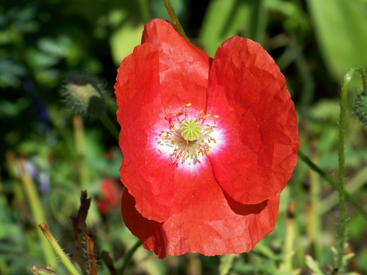 poppy red flower free photo