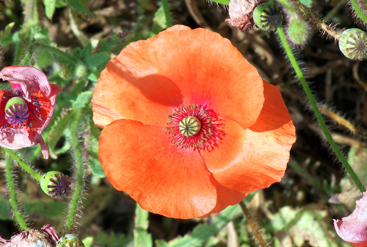 poppy red flower free photo