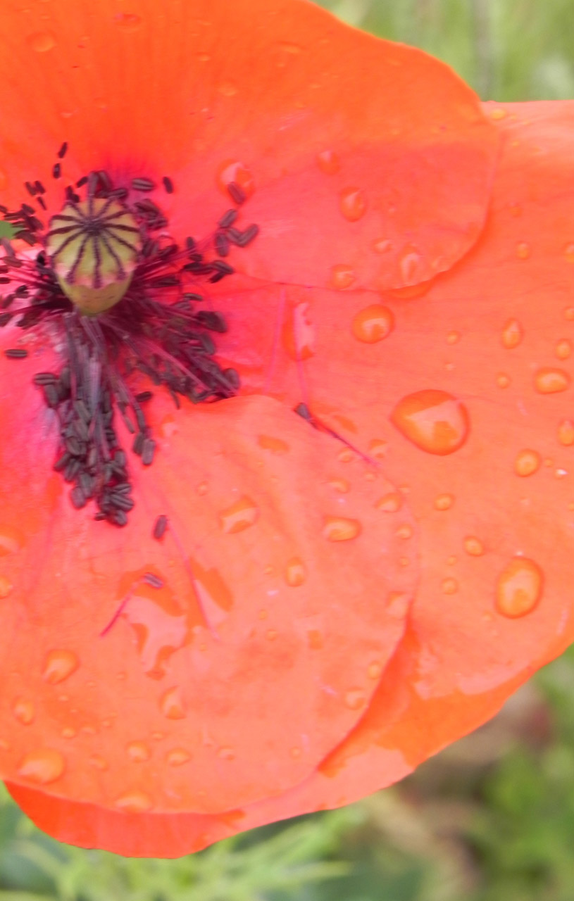 red poppy petal free photo