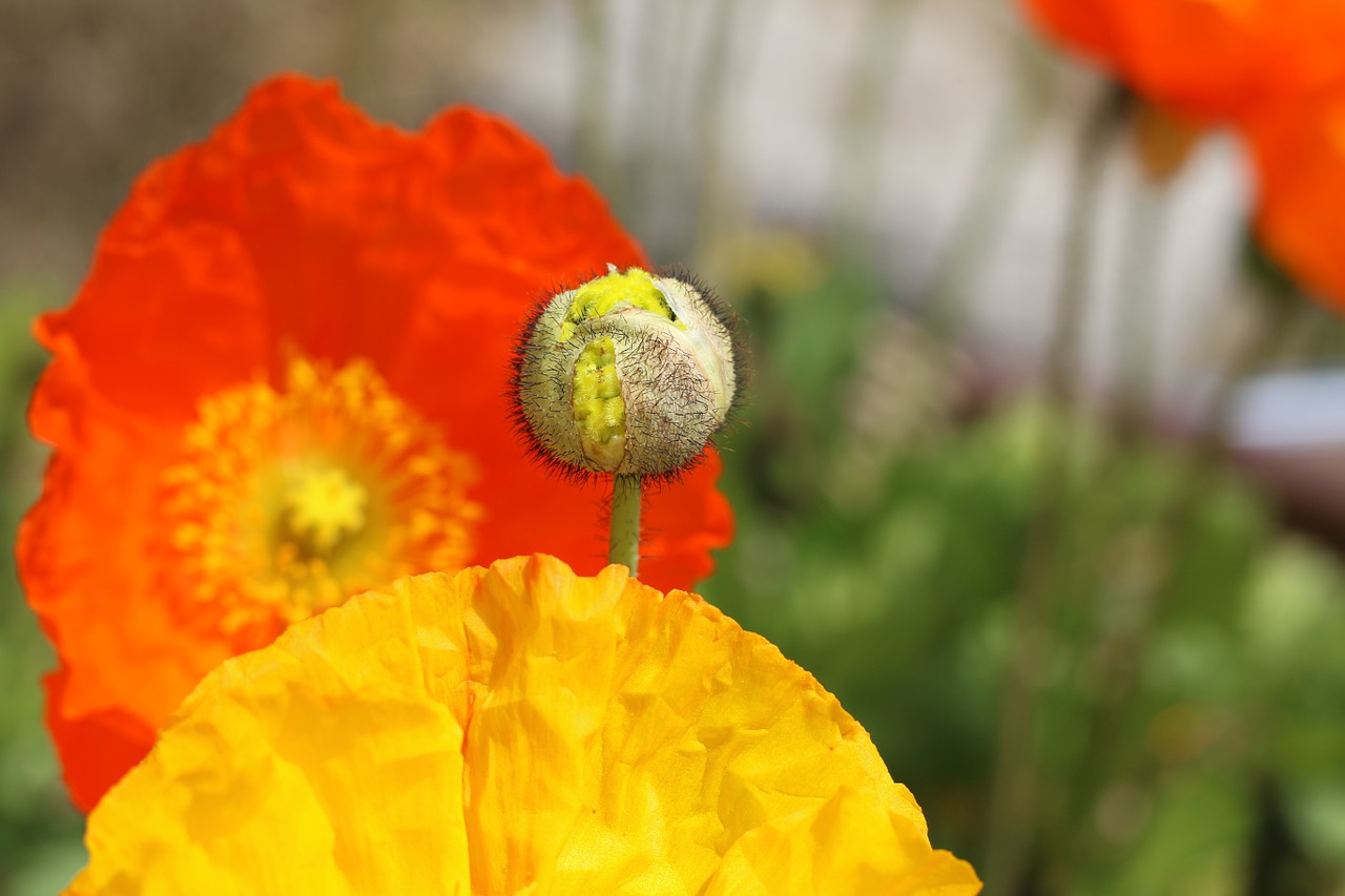 poppy yanggwibikkot spring free photo