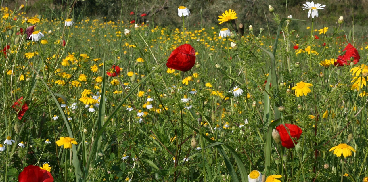 poppy red wild flowers free photo