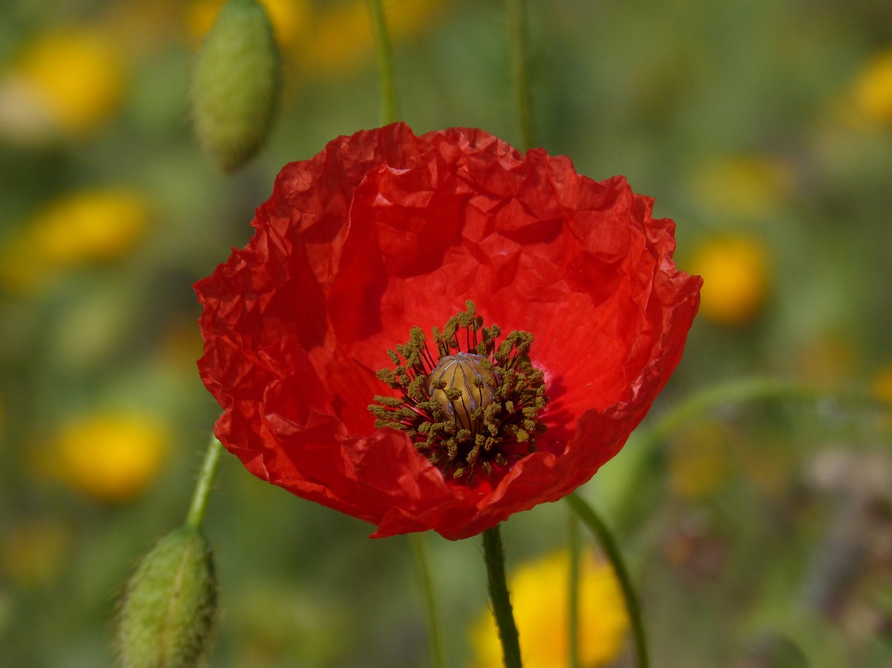 poppy ababol detail free photo