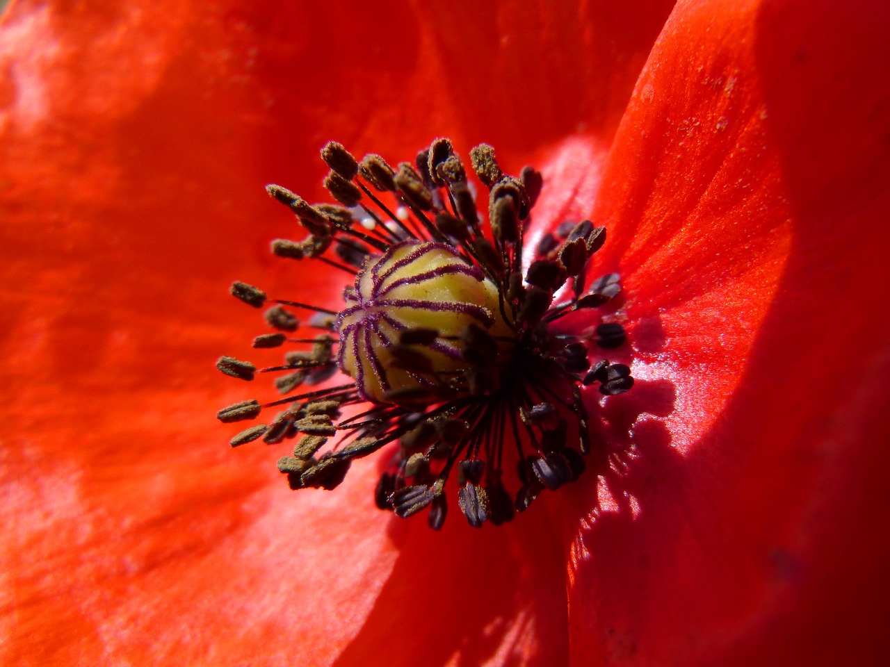 poppy pistils pollen detail free photo