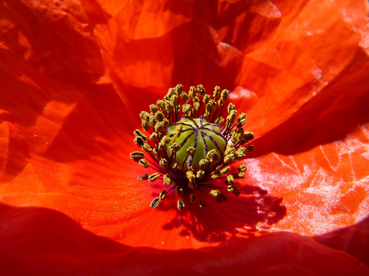 poppy pistils detail free photo