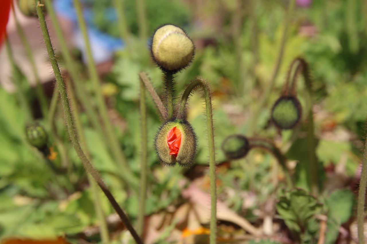 poppy yanggwibikkot spring free photo