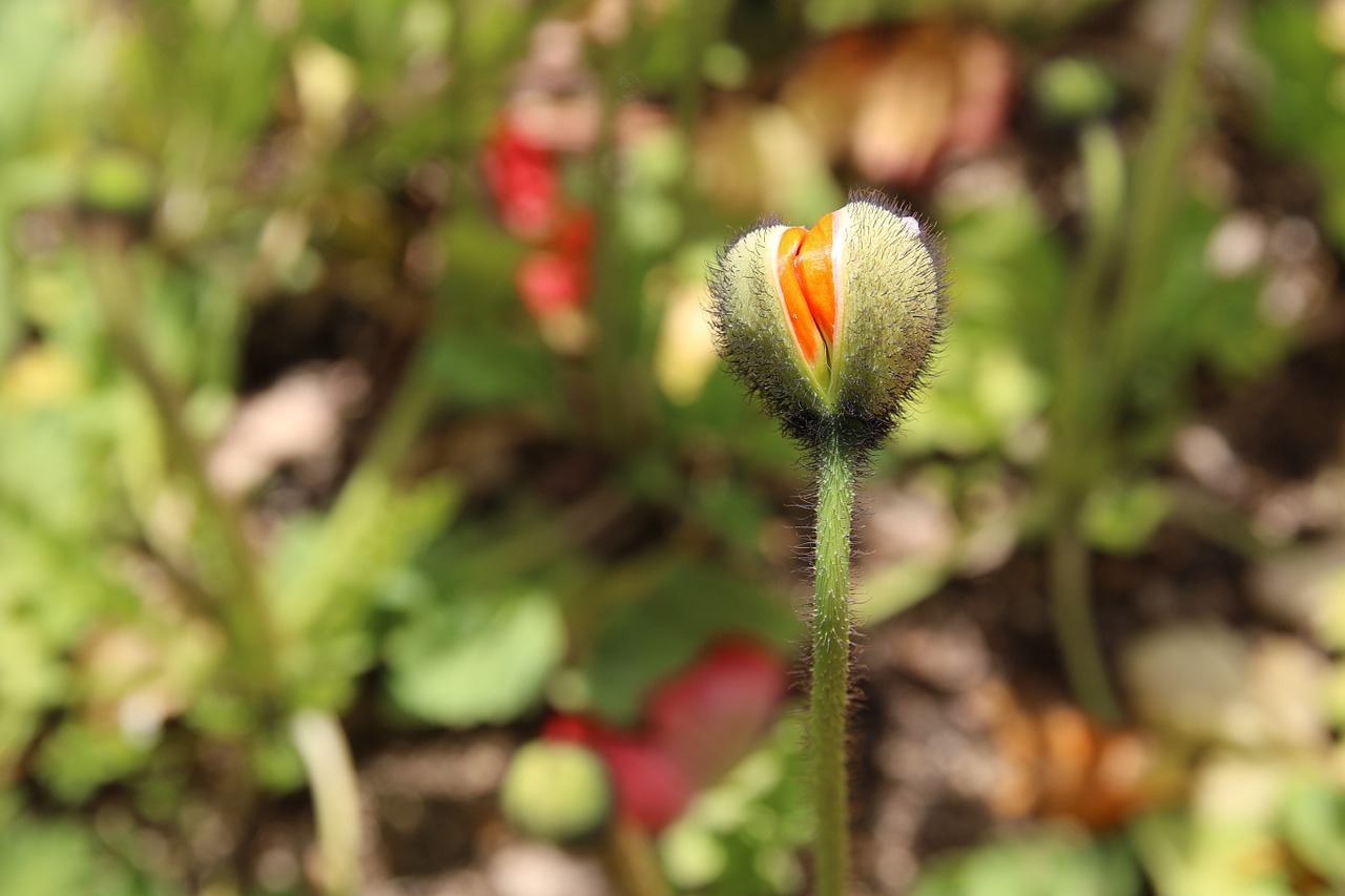 poppy yanggwibikkot spring free photo