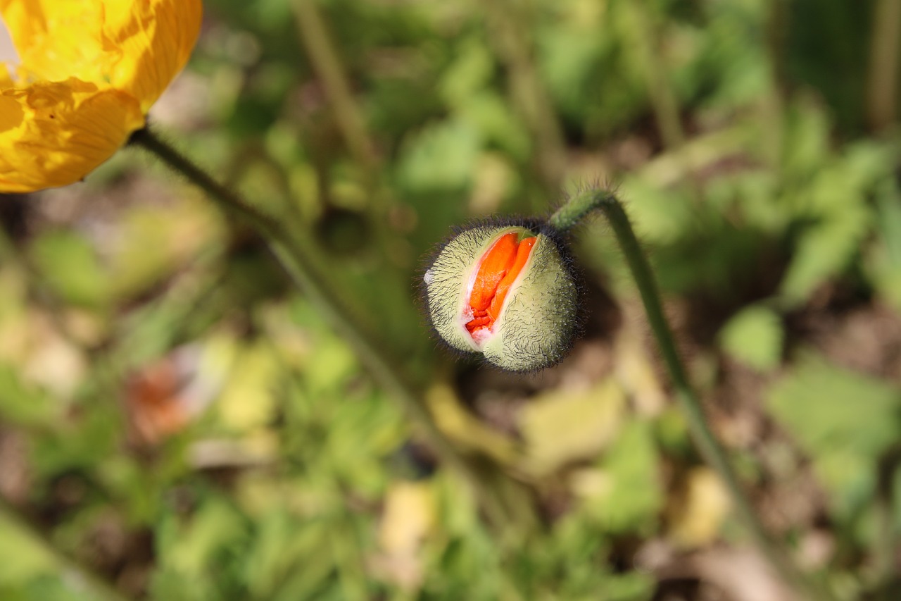 poppy yanggwibikkot spring free photo