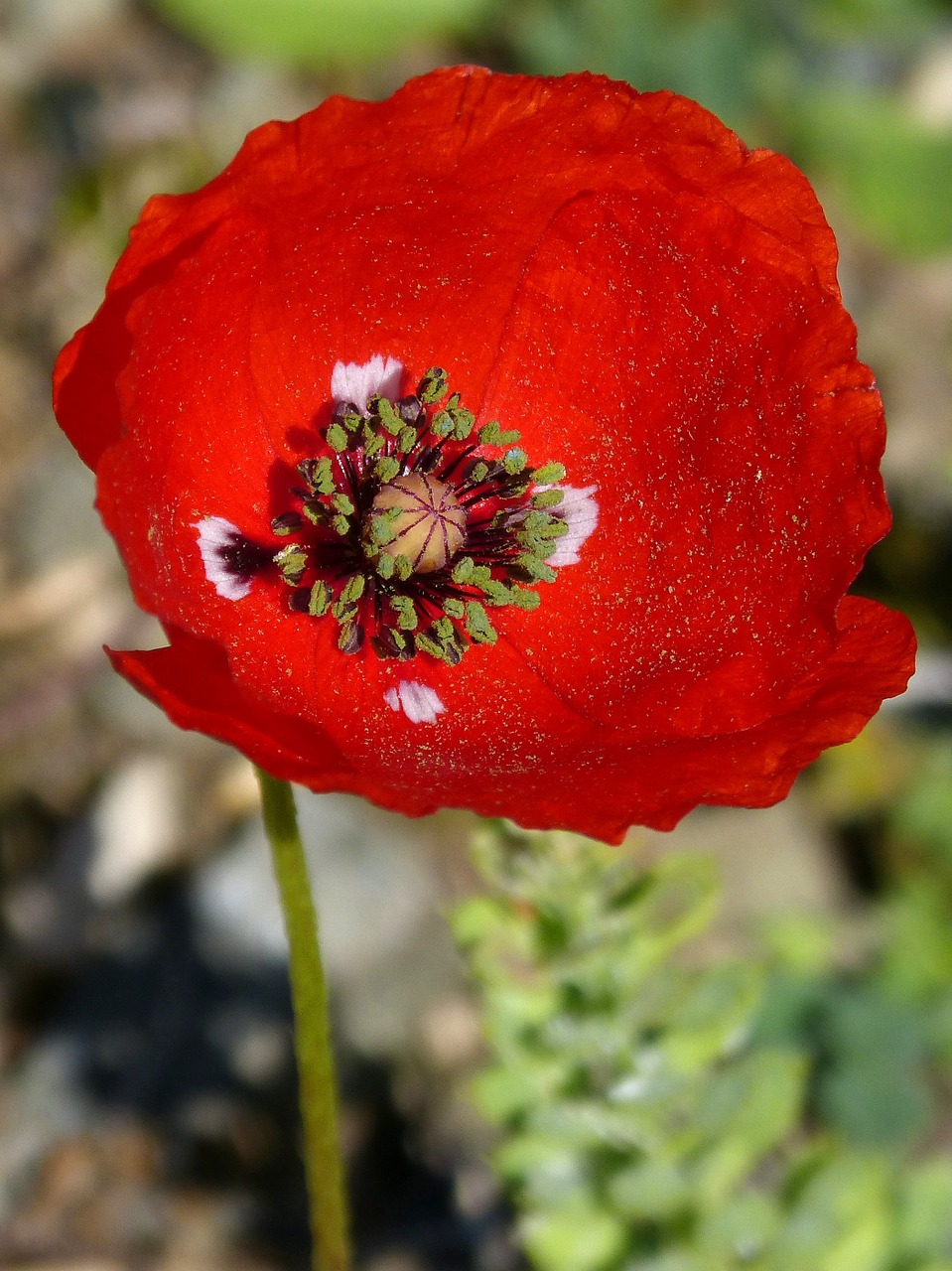 poppy ababol flower free photo