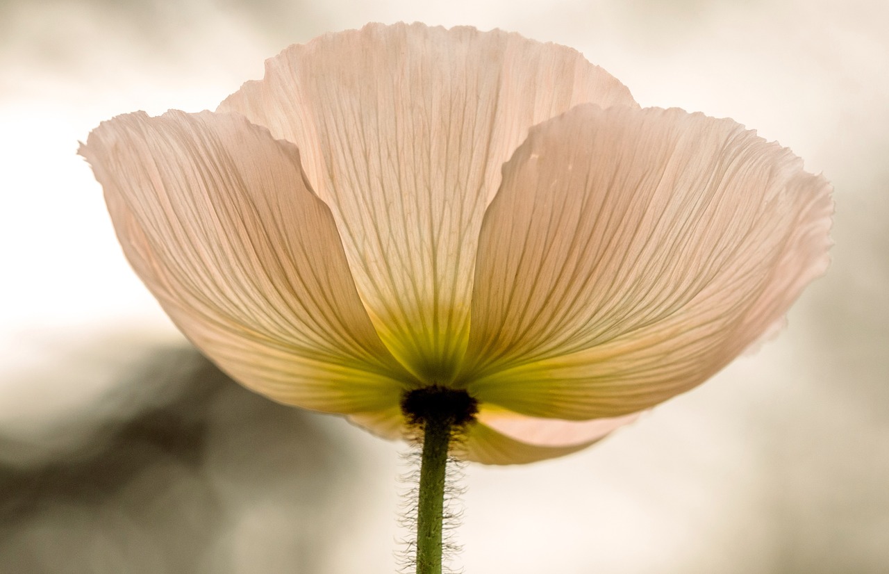 poppy flower nature free photo