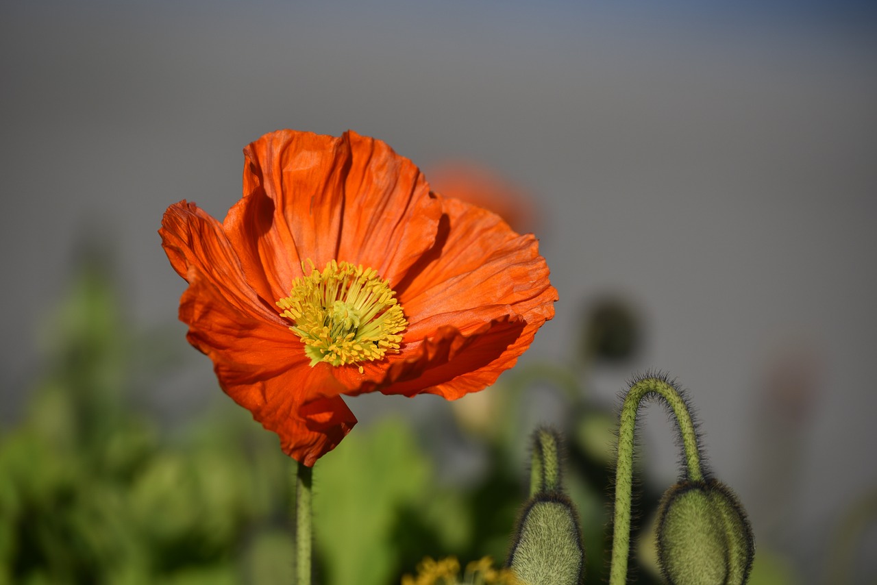 poppy flower red free photo