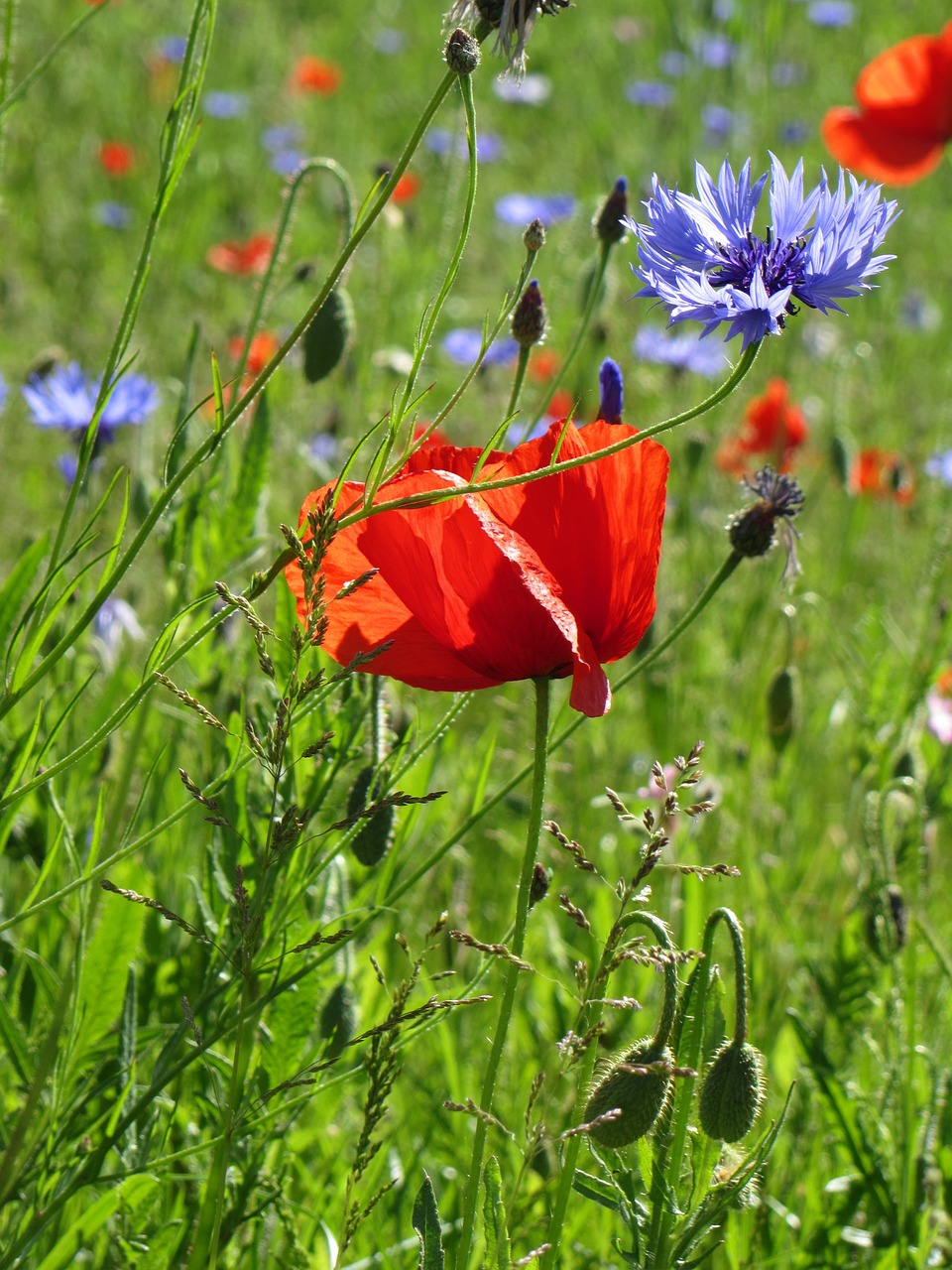 poppy blueberry country free photo