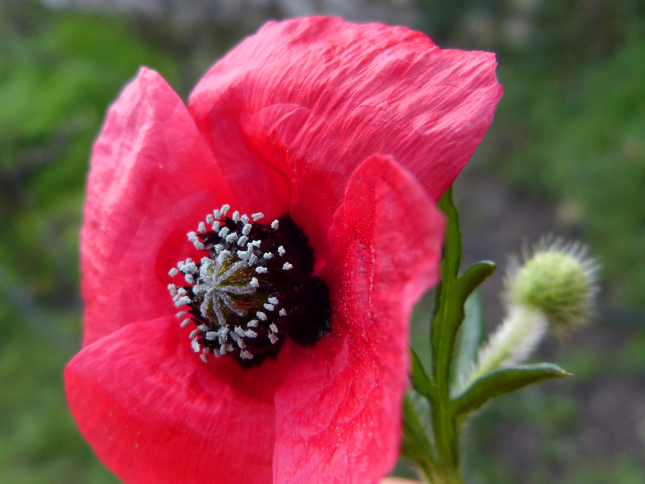 poppy detail beauty free photo