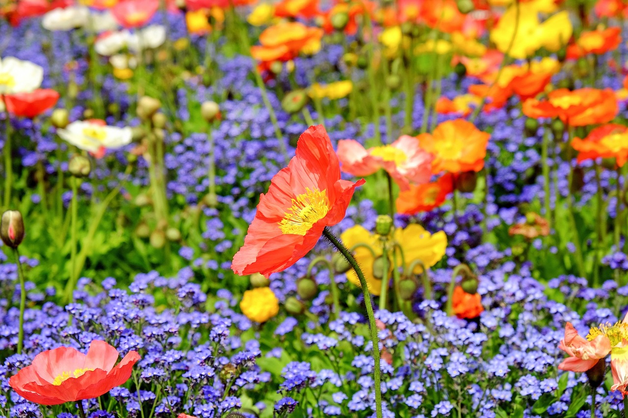 poppy flower blossom free photo