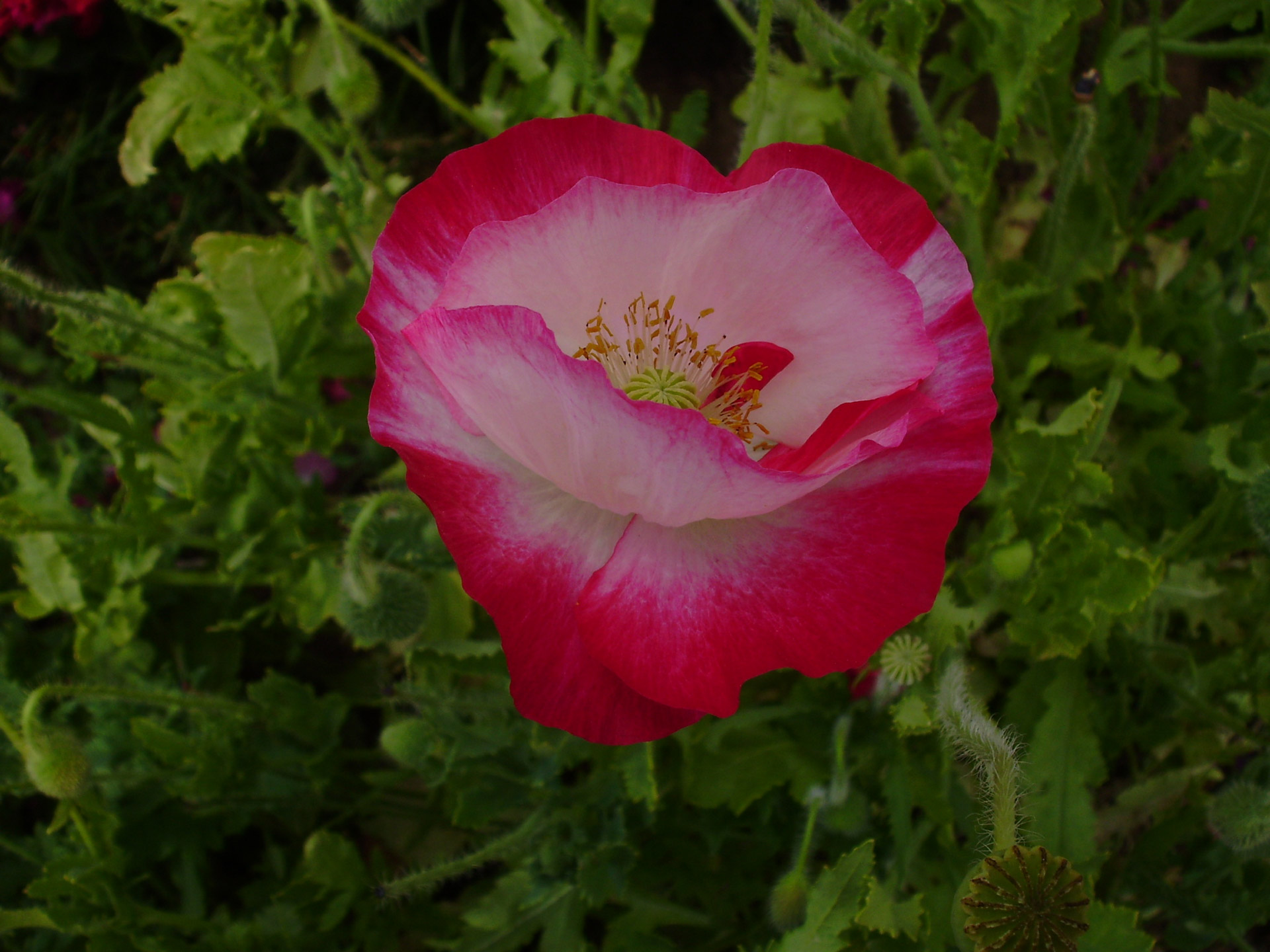 flower flora red free photo