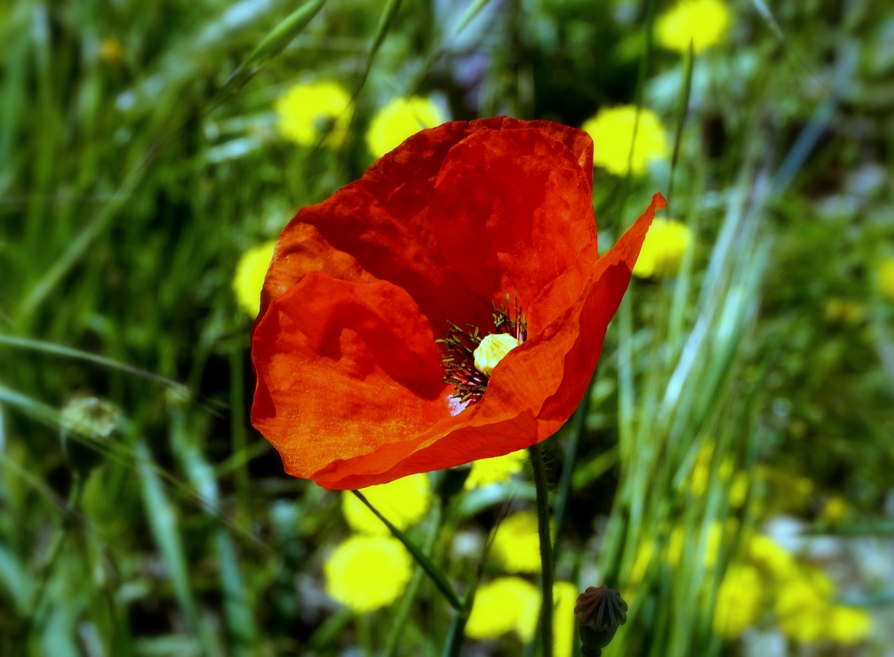 poppy flower poppy flower free photo