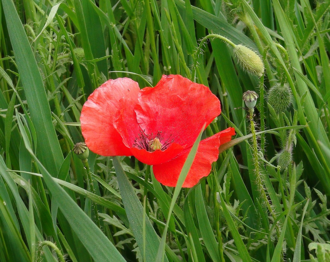 poppy flowers poppy flower free photo