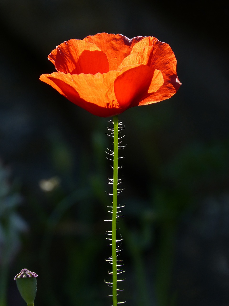 poppy ababol rosella free photo