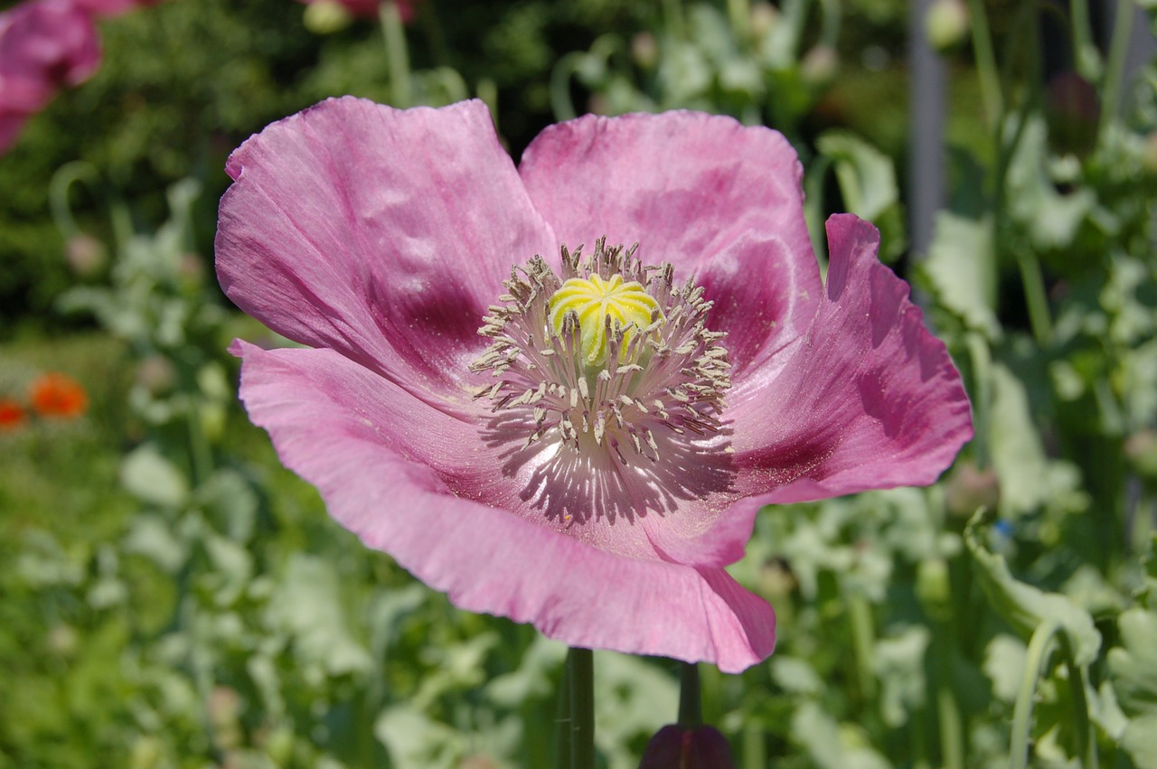 poppy flower blossom free photo