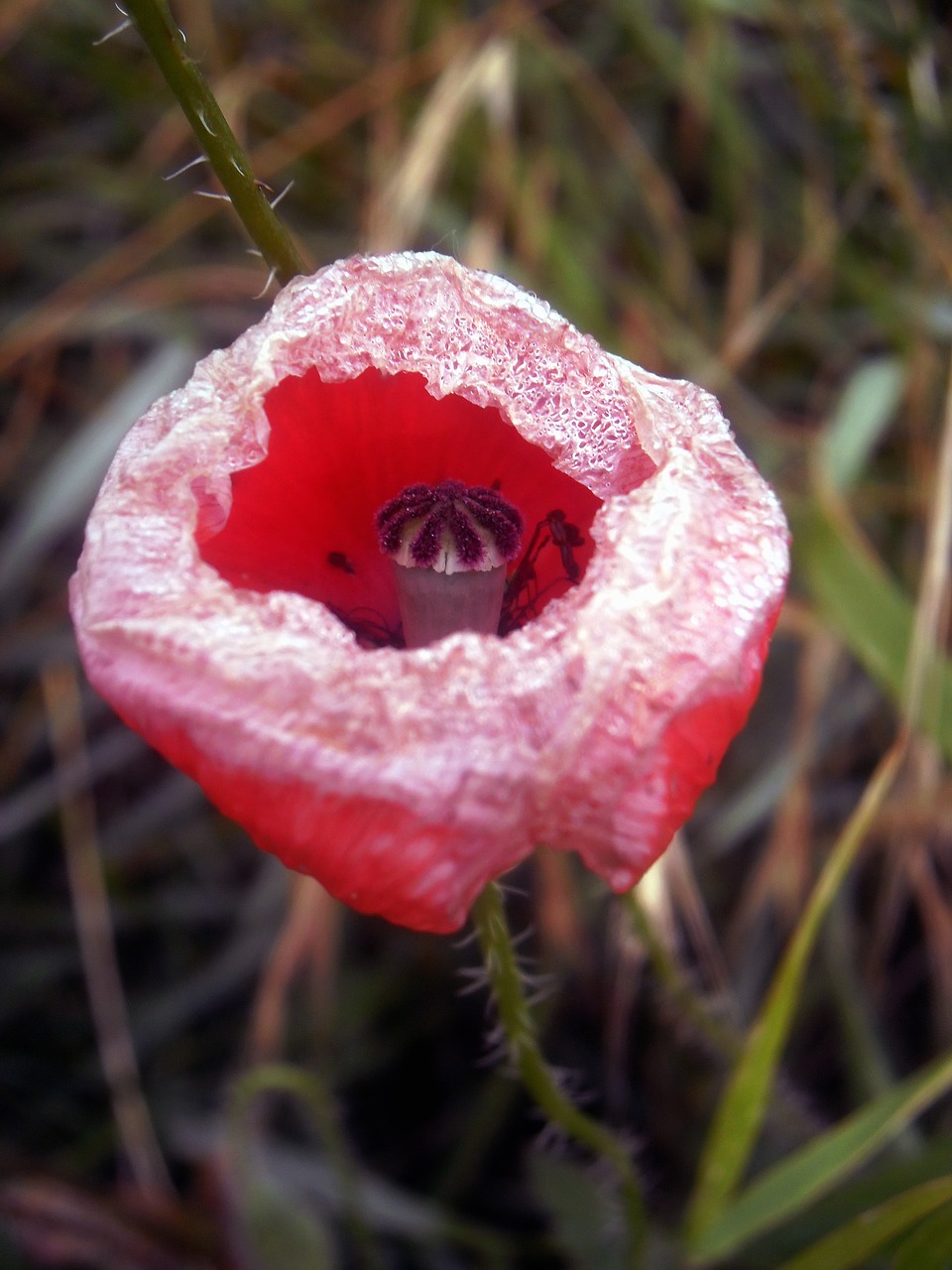 poppy petals red free photo