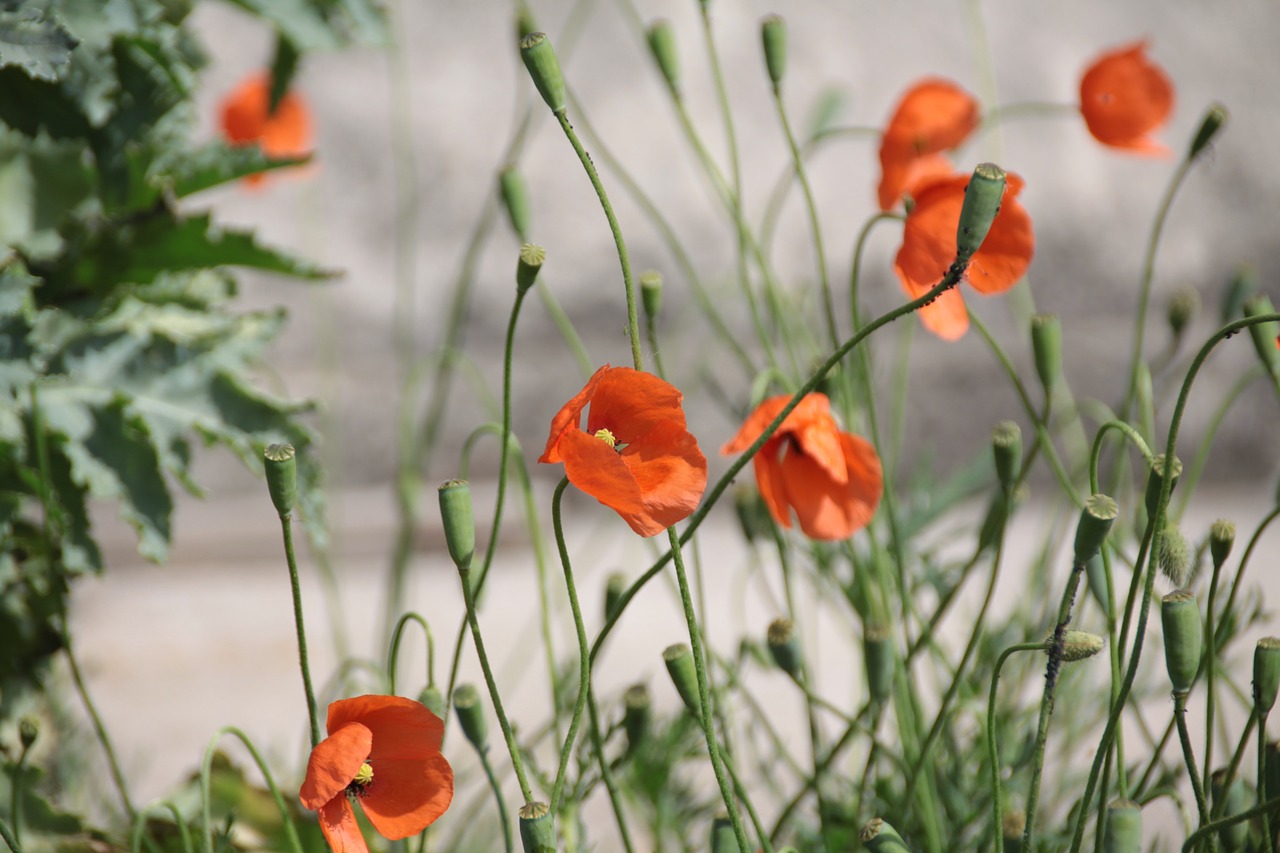 poppy red flower free photo