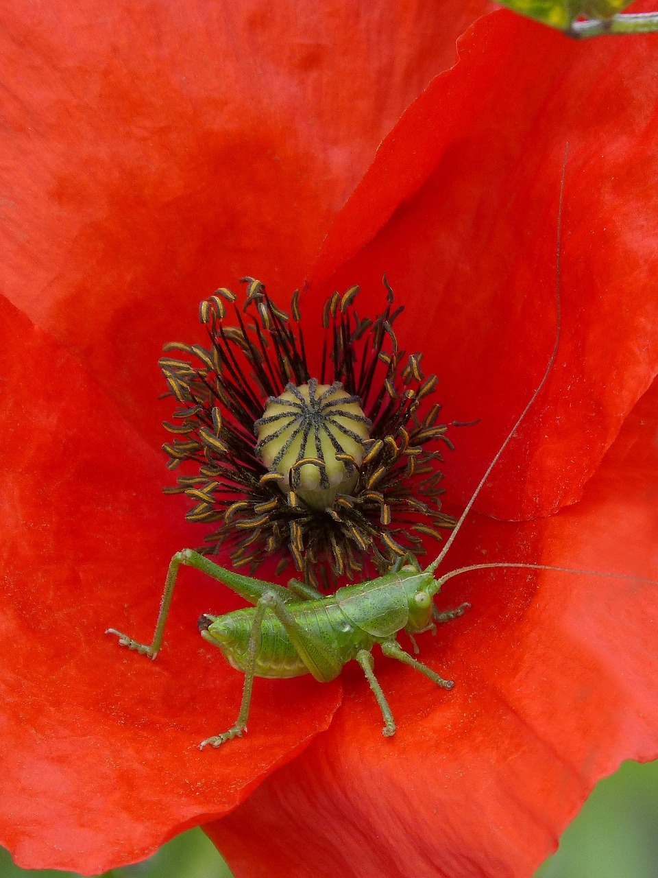 poppy green grasshopper ababol free photo