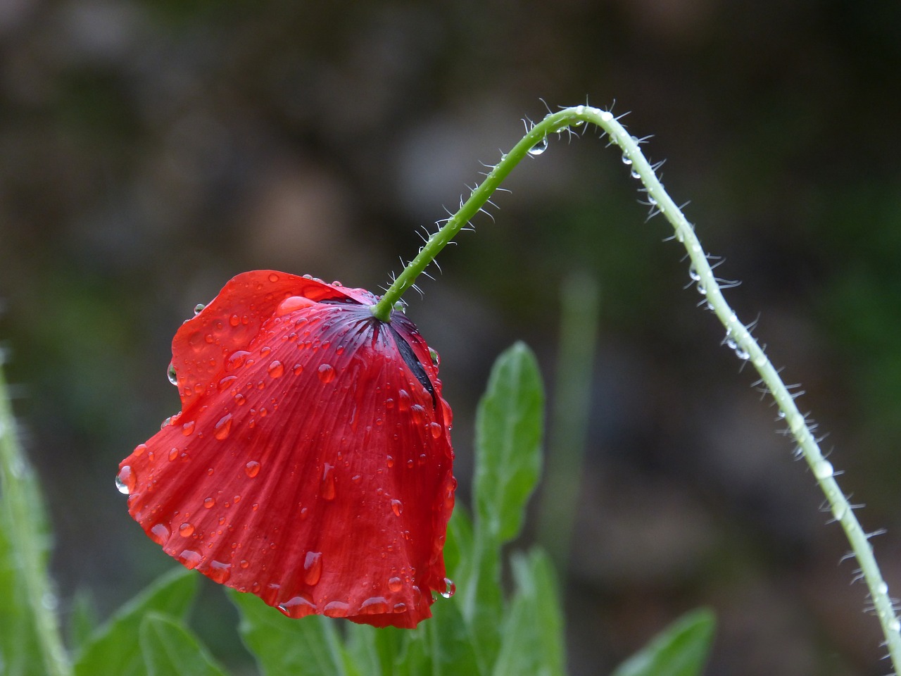 poppy wet rain free photo