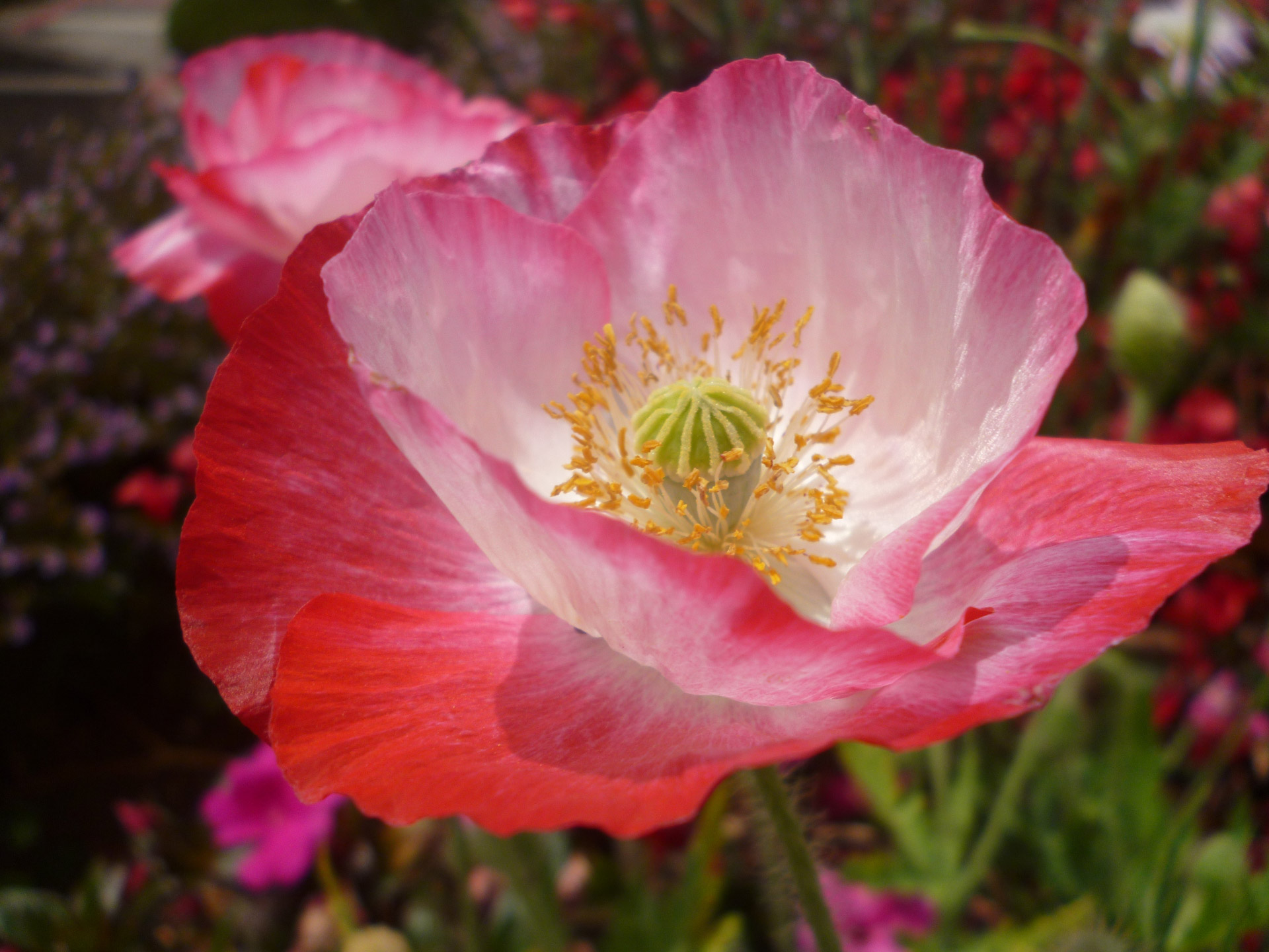 poppy flower flora free photo