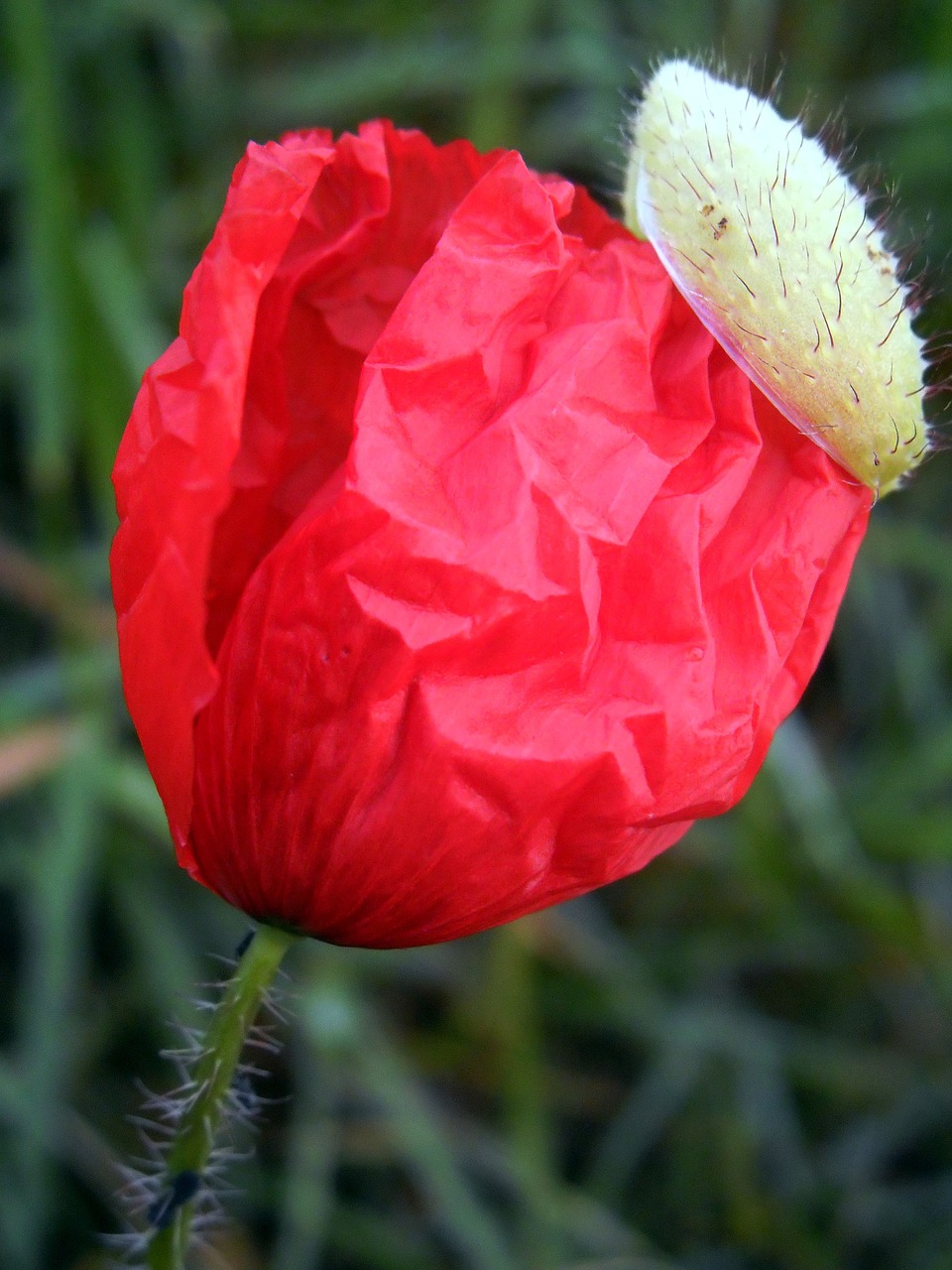 poppy hat red free photo