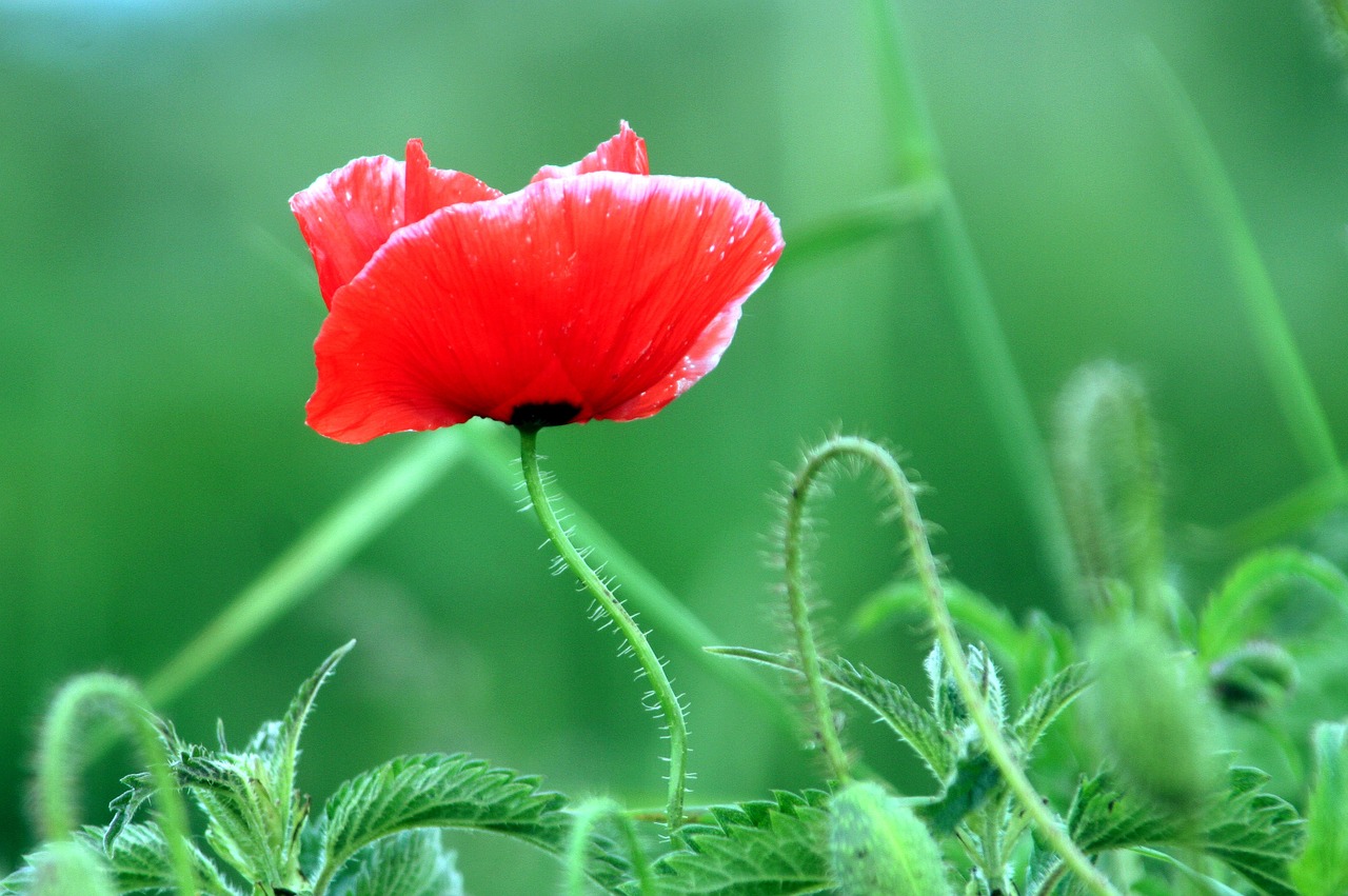 poppy petals red free photo