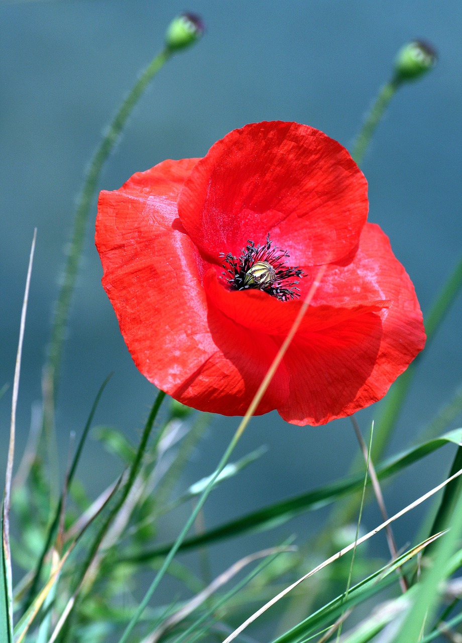 poppy flower petals free photo