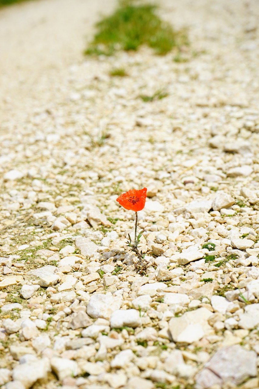 poppy flower blossom free photo