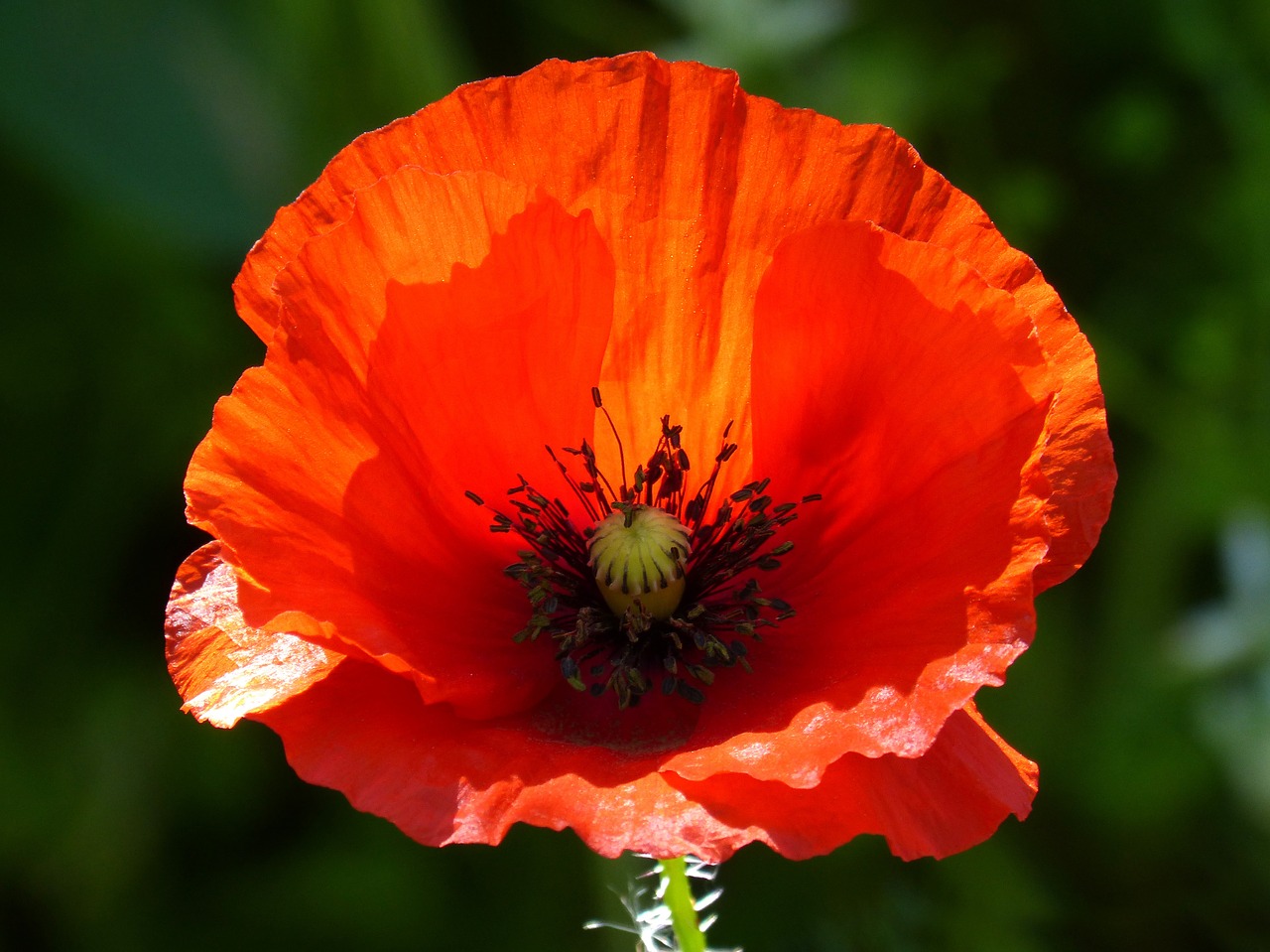 poppy ababol rosella free photo