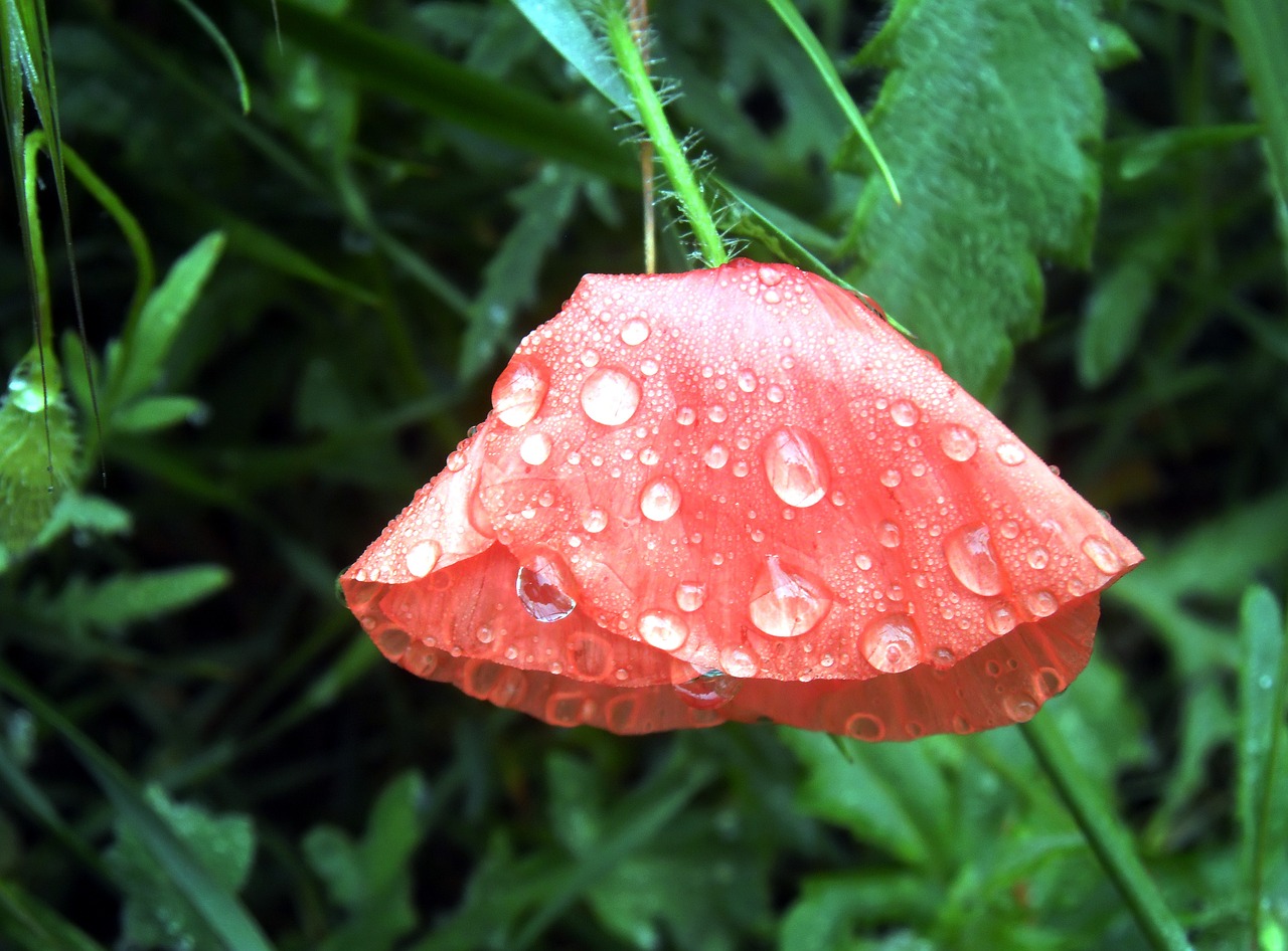 poppy petals nature free photo