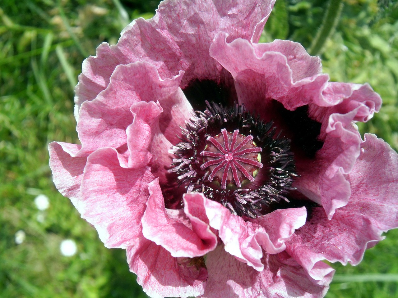 poppy petals flower free photo