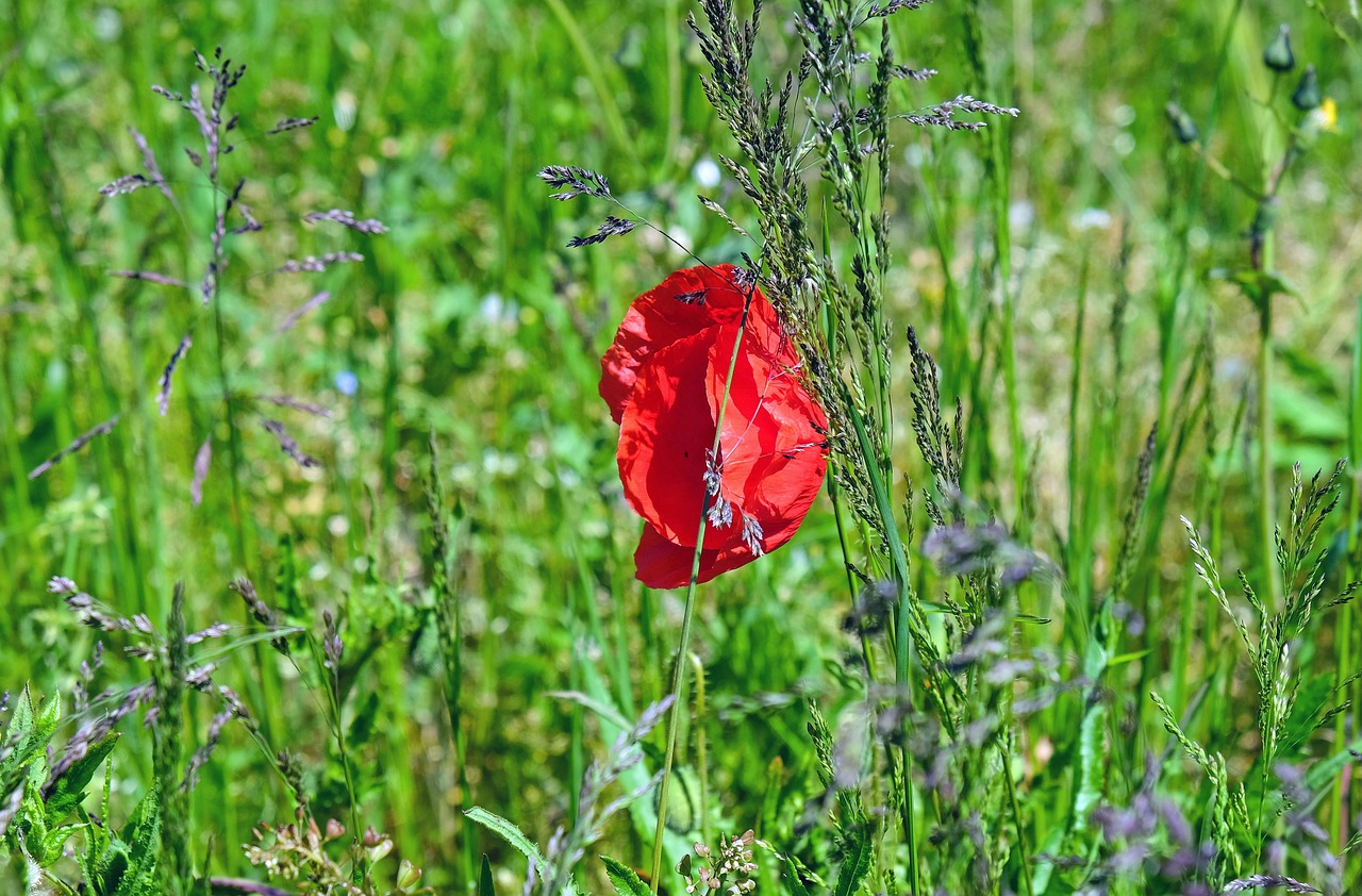 poppy flower blossom free photo