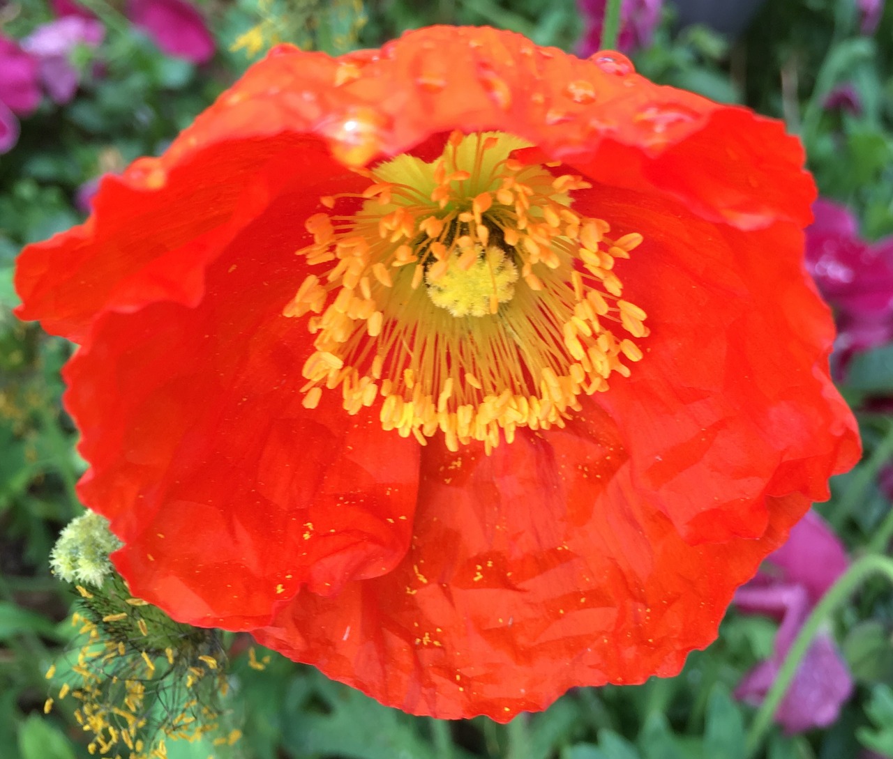 poppy orange poppy orange flower free photo