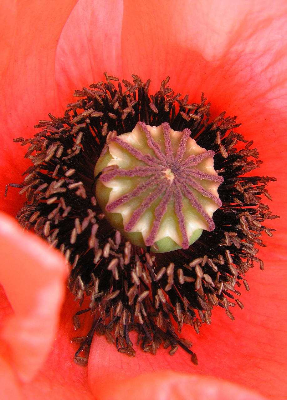 poppy flower red poppy free photo