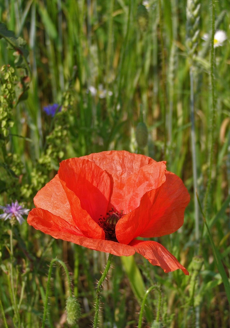 poppy meadow grass free photo