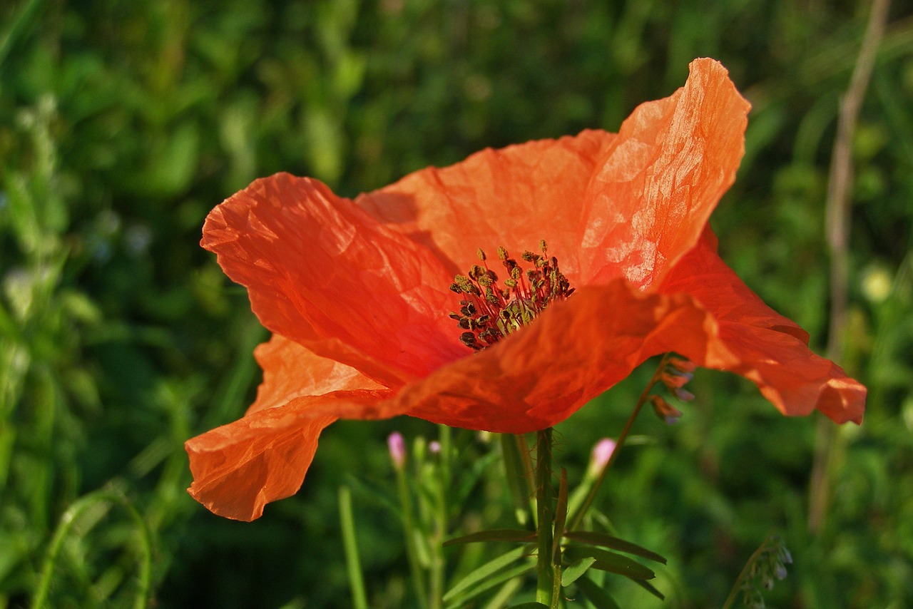 poppy flower red free photo