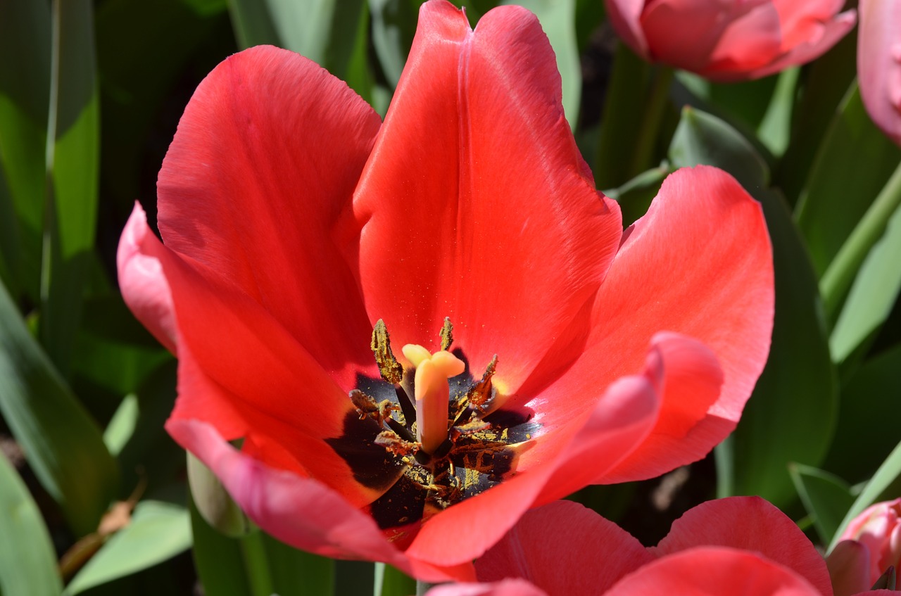 poppy flower spring free photo