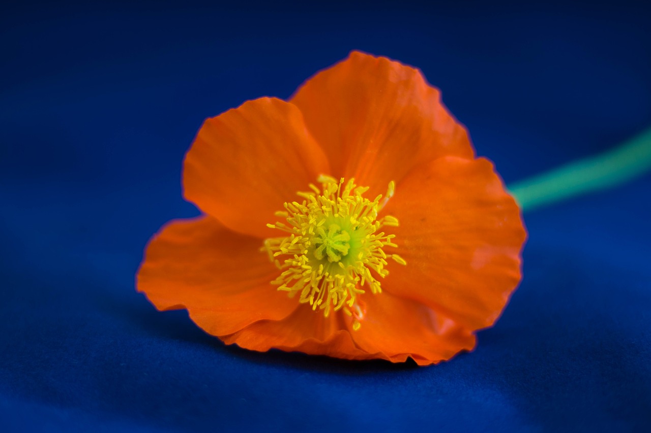 poppy flower orange free photo