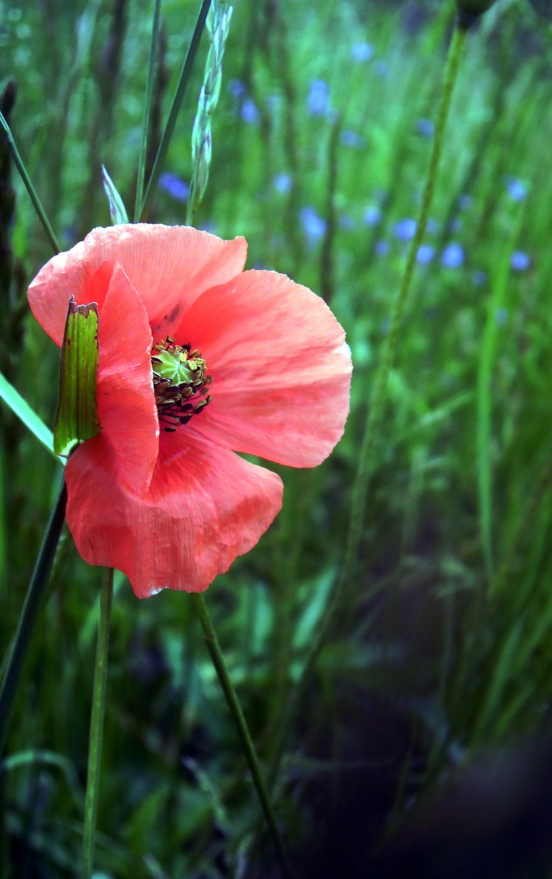 poppy morning petals free photo