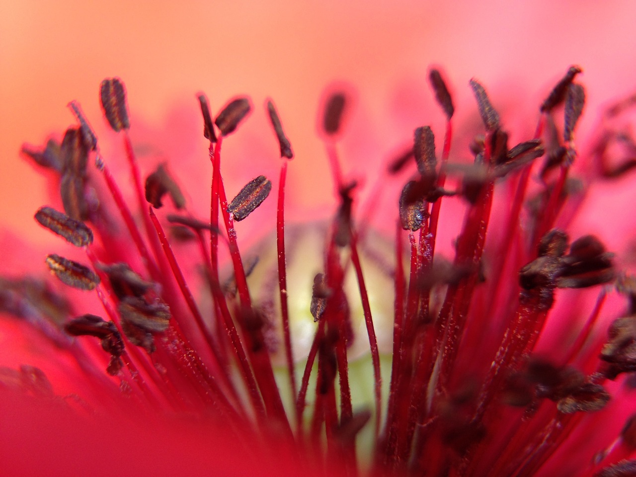 poppy flower red free photo