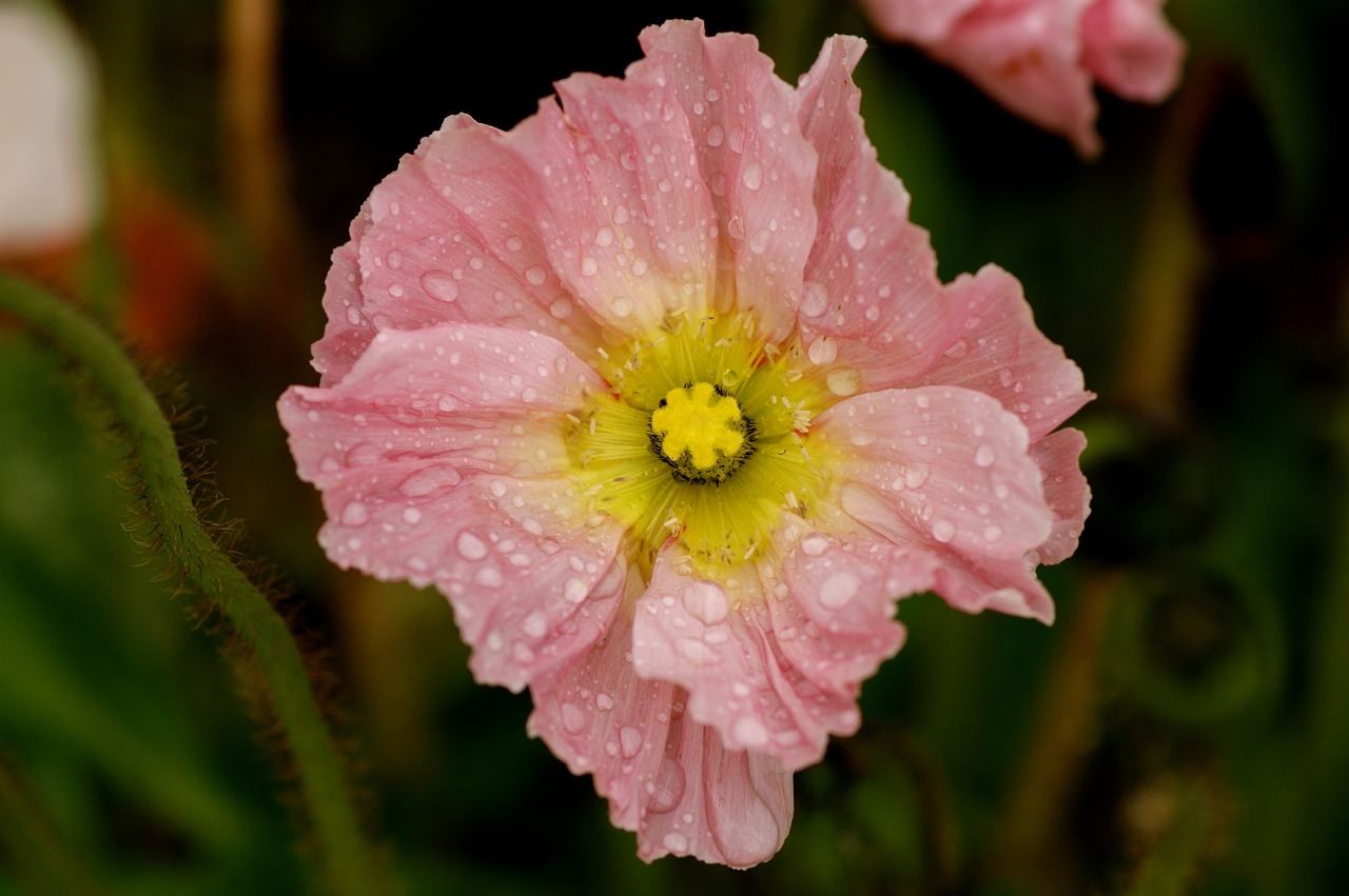 poppy pink blossom free photo