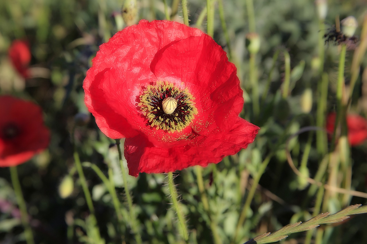 poppy flower red free photo