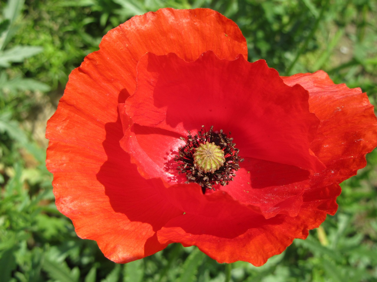 poppy red flower free photo